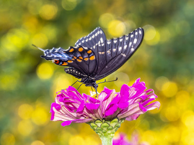 Papilio troilus，香料灌木燕尾蝶