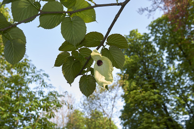 Davidia involucrata