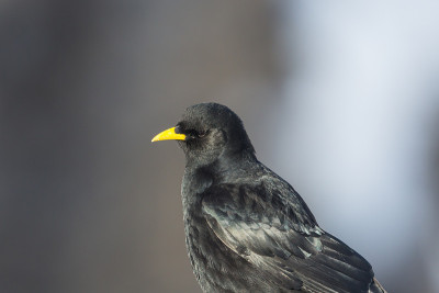 近景高山丘鹬(pyrrhocorax graculus)阳光