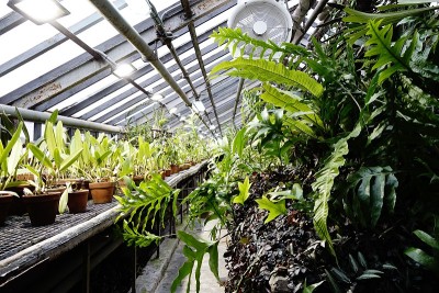 室内有栽培植物的橘子园