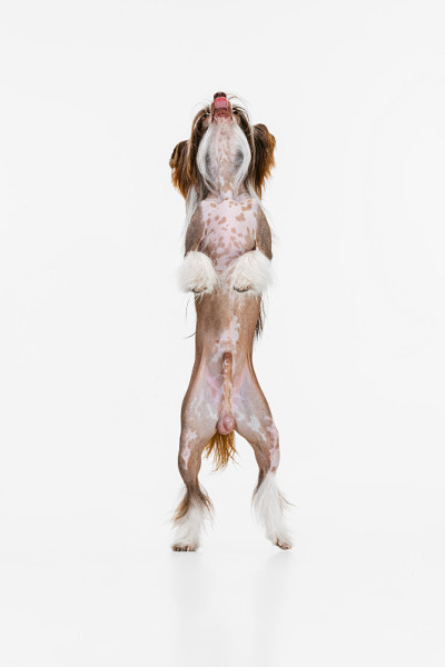 一只美丽的纯种狗，中国冠毛犬用后腿站立在白色的摄影棚里。