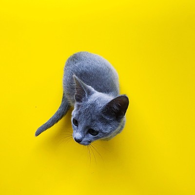 淡蓝色的猫