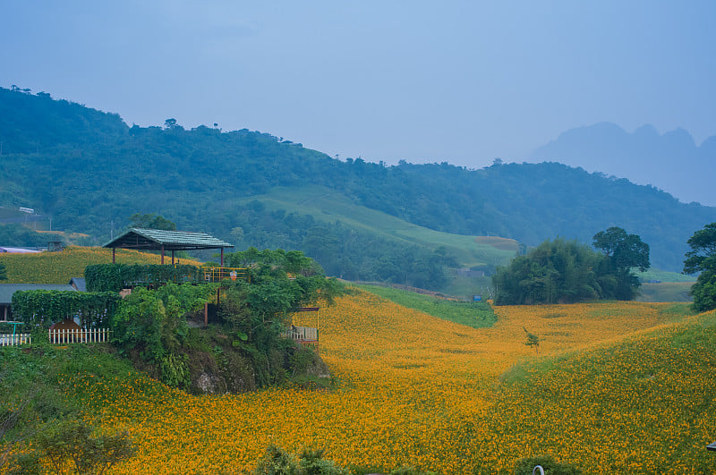 黄花菜山