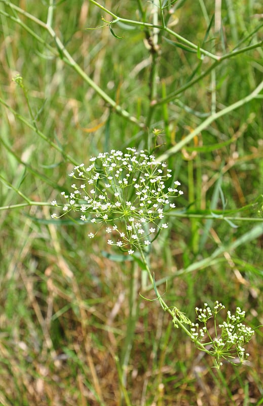 Sickleweed (Falcaria寻常的)