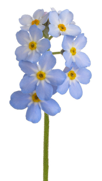 花孤立