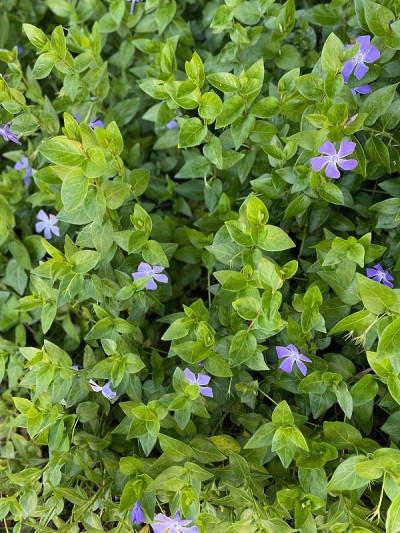 长春花在早春，紫色的花