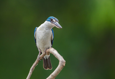 颈翠鸟，白颈翠鸟，红树林翠鸟(Todiramphus chloris)在一个绿色的背景的树枝上。