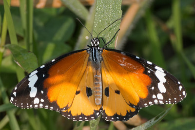 斑虎蝶(Danaus chrysippus)