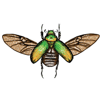 Insect stipple drawing isolated in color for Hallo