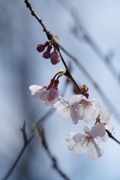 樱桃“科希根”淡粉色