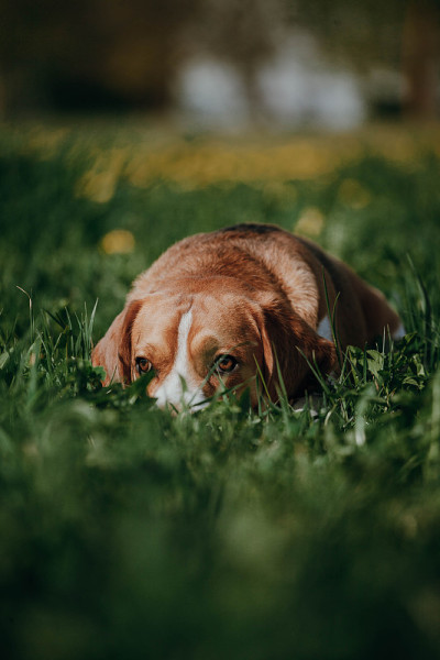 狗小猎犬