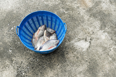 罗非鱼和尼罗河罗非鱼在蓝色塑料桶里，生的新鲜