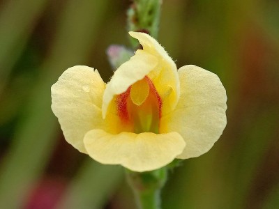 大菱鲆|黄花
