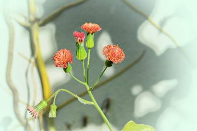 美丽的蒲公英红色的花