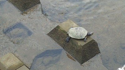 乌龟