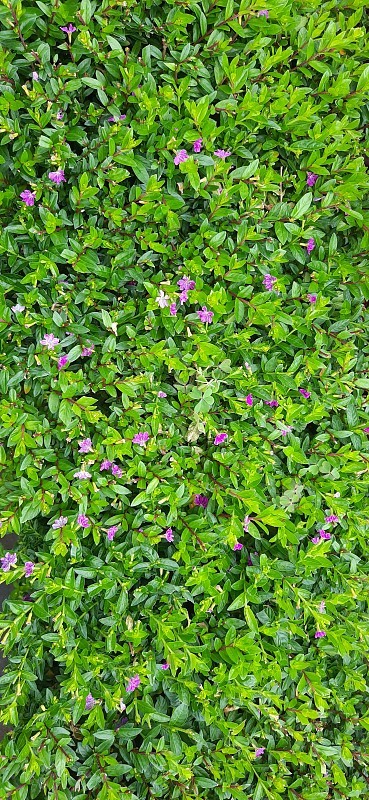 小小的紫花和绿叶。