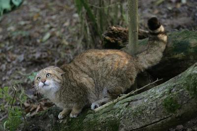 欧洲野猫，野猫，防御姿势