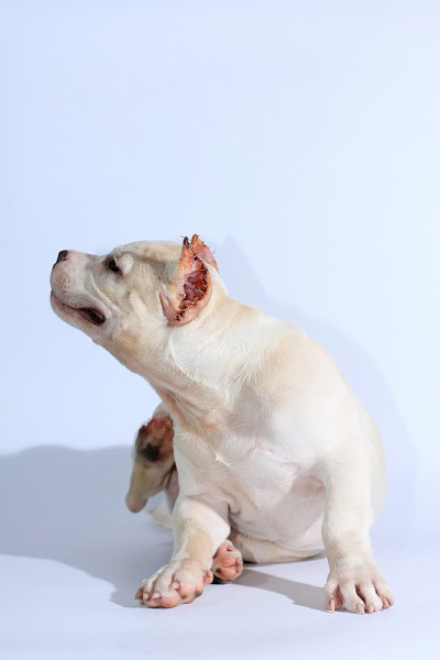 3个月的斗牛犬在白色的背景