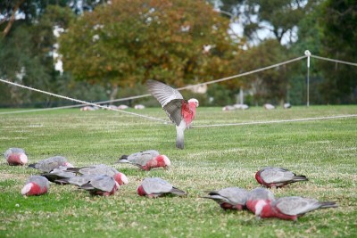 Galahs