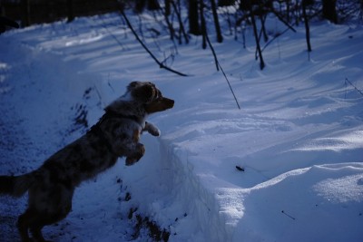 狗狗小狗冬天的雪