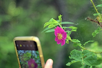 花