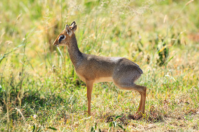 柯克是dik-dik