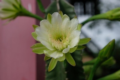 美丽和盛开的仙人掌，完美的花