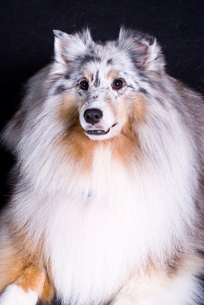 毛茸茸的设得兰牧羊犬