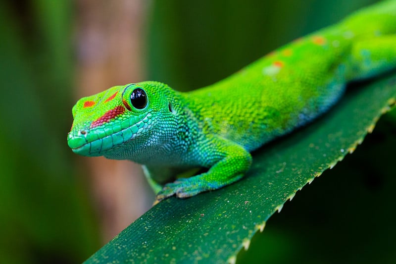 马达加斯加巨日壁虎(phelsuma grandis)侧视图