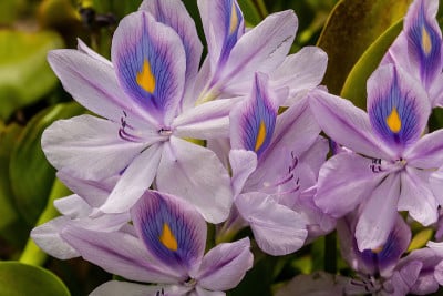 凤眼莲花