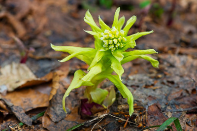 巨人Butterbur-Petasites对虾