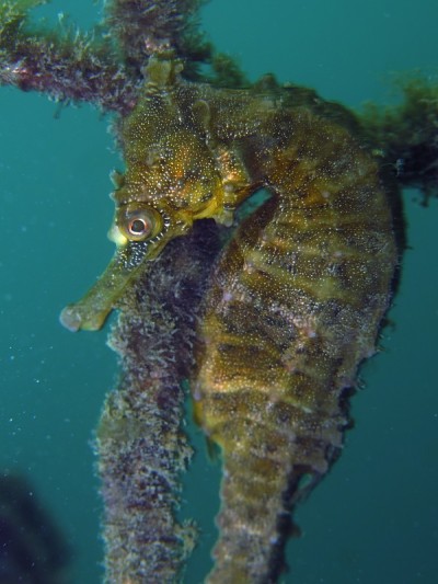野生黄色白海马的特写，海马(海马白)在屈臣氏湾的水池鲨鱼网