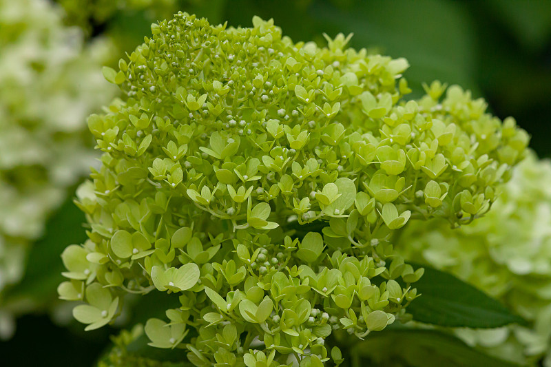 绿色和白色绣球花的细节