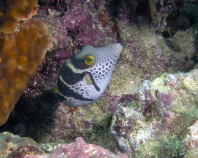 小的黑鞍托比(Canthigaster valentini)