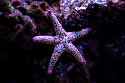 来自珊瑚鱼缸里的海星