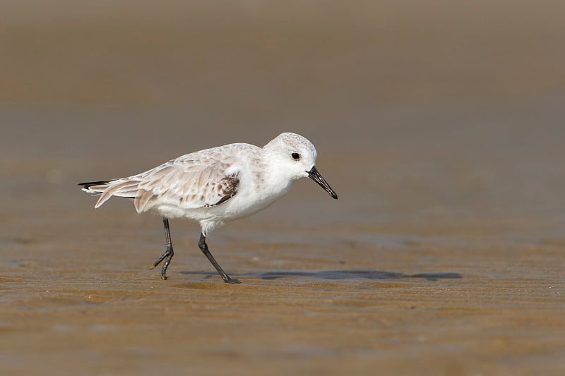 Sanderling (Calidris alba)在海滩，玻利瓦尔半岛，美国德克萨斯州