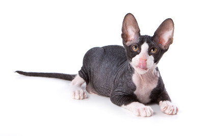 Sphynx白色