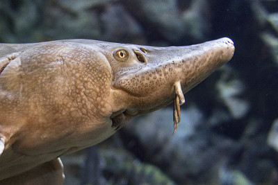 在水族馆鲟鱼头的特写镜头