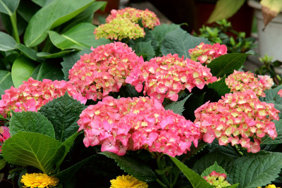 马樱丹属花