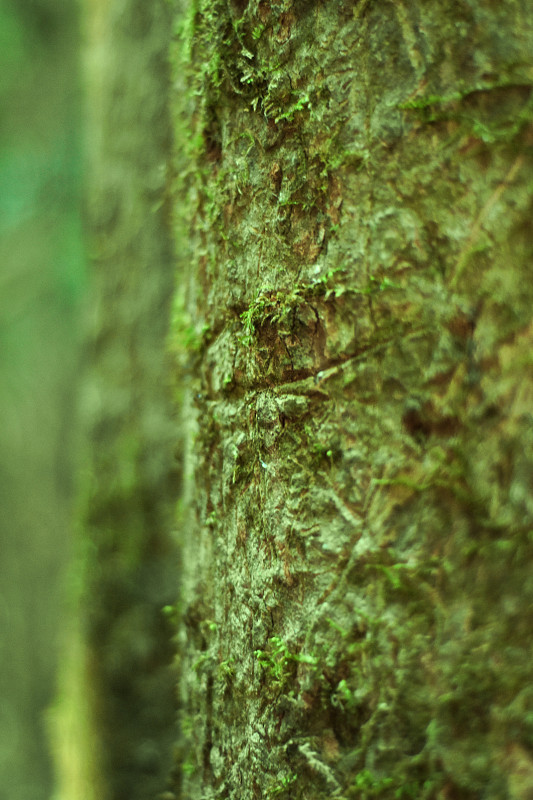 Rainforest_bark_4