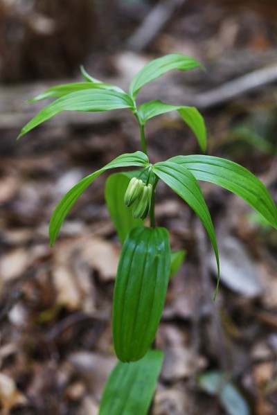 Disporum固着鲜花