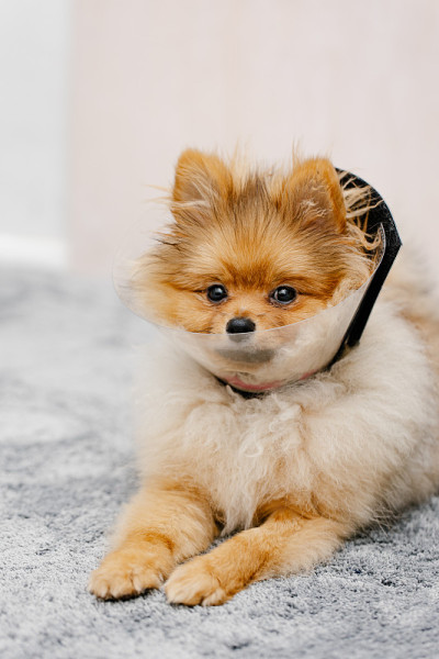 戴着伊丽莎白时代保护项圈的博美犬