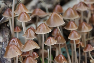 有棕色尖头的Psathyrella conopilus真菌