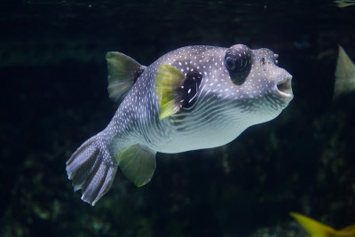 白斑河豚（Arothron hispidus）。