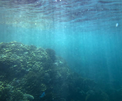海鱼靠近珊瑚，水下