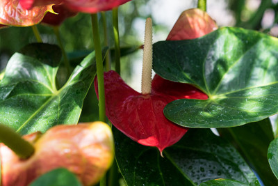 红掌属植物，叶红，芽黄