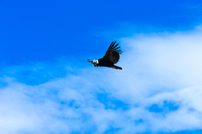 秃鹫在天空