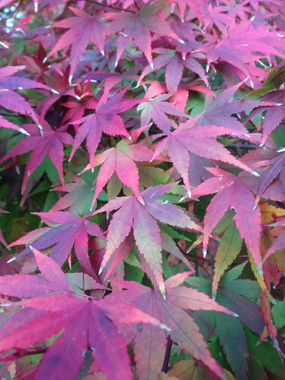 枫掌(日本枫树)树与彩色的秋天叶子。