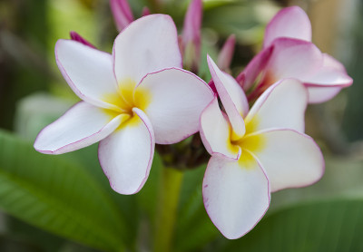 粉色plumeria