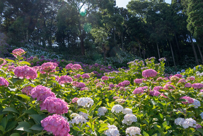绣球花拍摄于日本千叶县莫原市